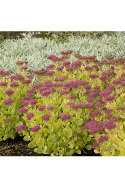 Куст седума ‘Неон’  в цветнике в конце лета